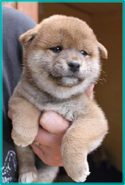 Ma Donnie, ma shiba, mon soleil ♥ 704649wp9a9c1a5a