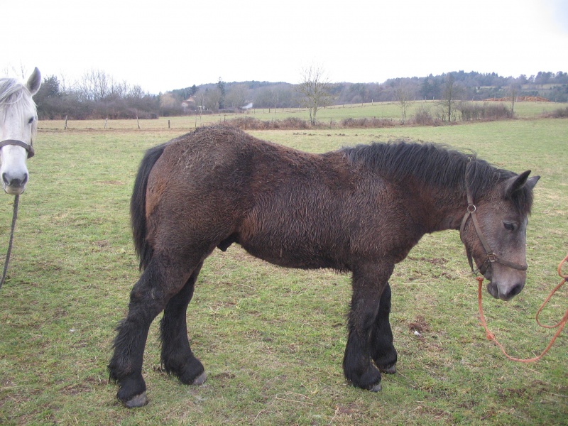 dépt 63 CÉSAR Ardennais-Percheron X Comtois 4 mois Réservé par Juliane et Katharina (2013) - Page 10 705364Image