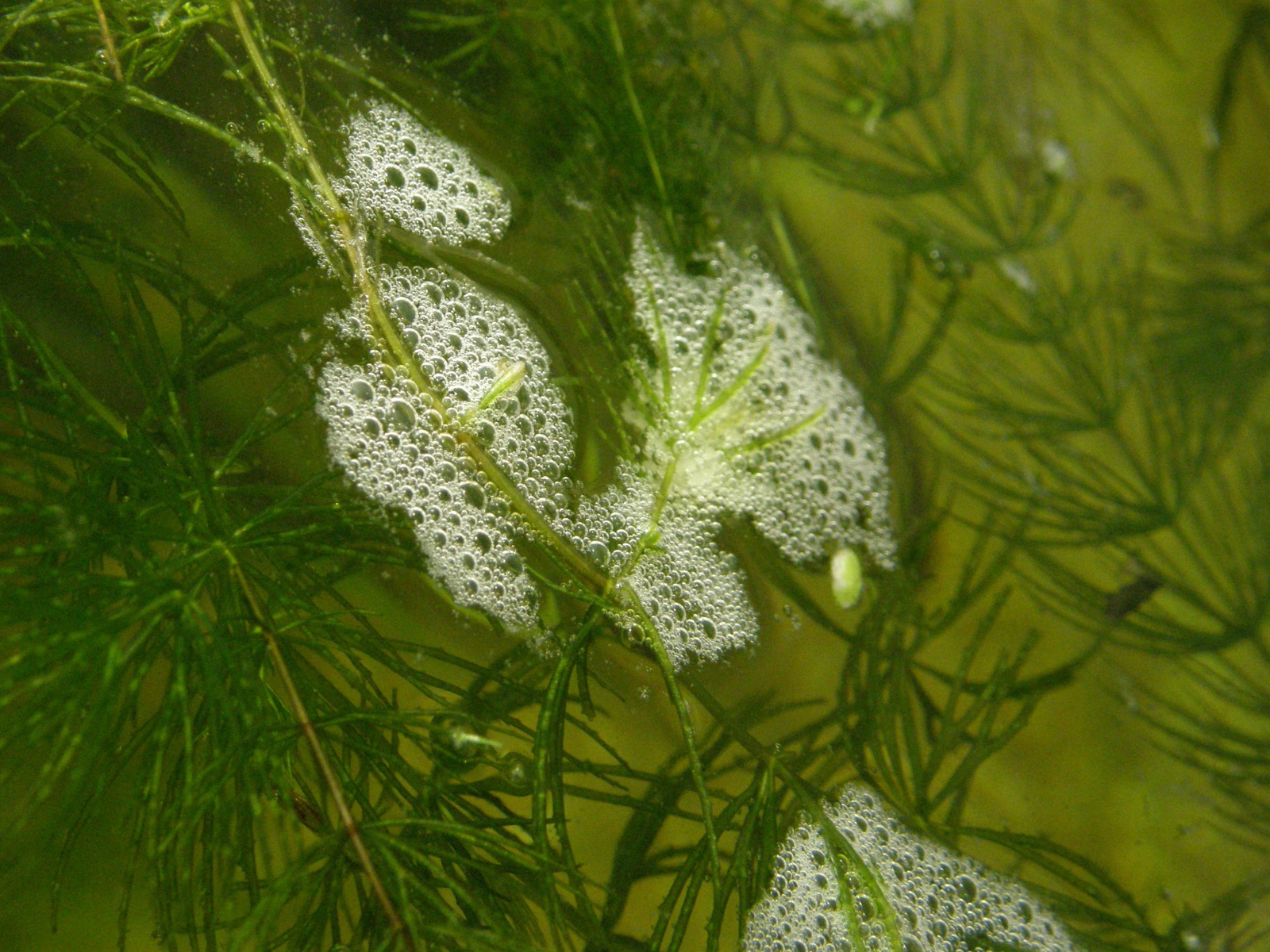 Reproduction Trichopsis pumila 706022Aquarium445