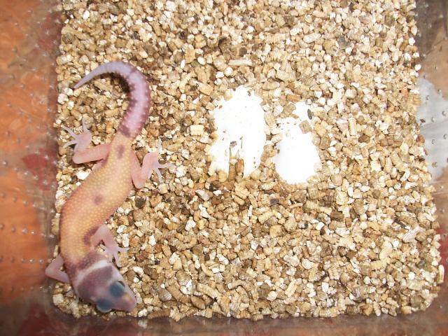 Meos Reptiles : Eublepharis Macularius 2011 7062321009396