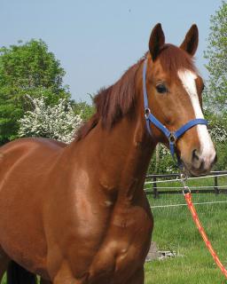 [PLACE BESSE] TINO  En route pour l'extérieur à gogo ! 707377140181