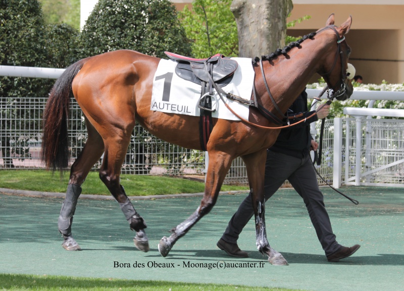 Photos Auteuil 27-04-2016 - Page 2 707768IMG1063