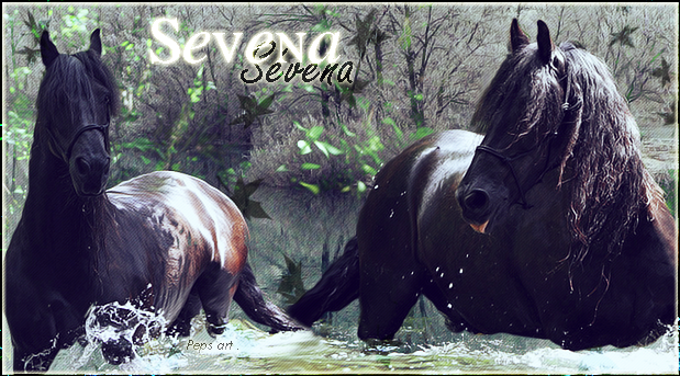 ♪ Chevaux noirs - Page 2 707875sev2