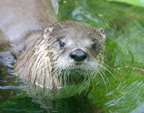 Parcs, réserves... - Réserve des gorges de l'Ardèche -suite- 708077loutre1