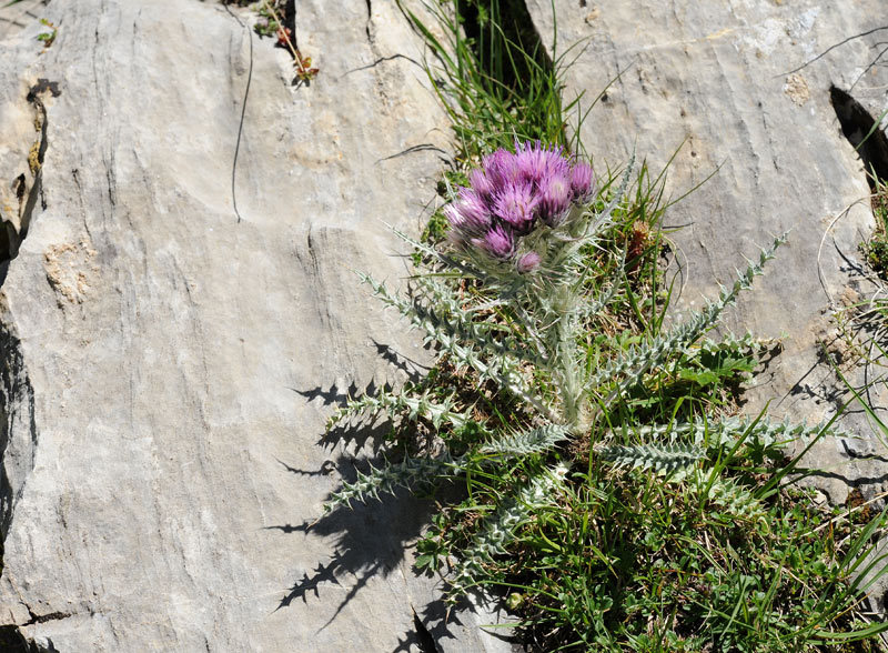 Fleurs des Pyrénées 708775CarduusCarlinoides