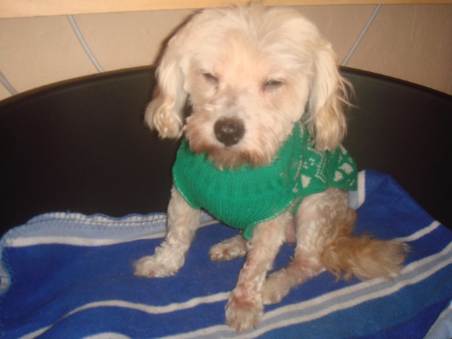 MILAINE F BICHON  12 ANS SPA GIEN (45) ADOPTEE PAR DAYSIE  - Page 2 709440DSC06743