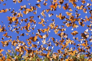 Rencontre entre papillon et lumière ! [Pv Laurelyne] 709567nuedepapillons