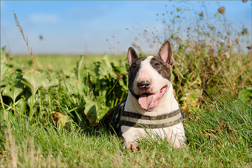 boxer - quand les gens confonde vos chiens avec une autre race!!! - Page 16 709778107336669036313ca420b