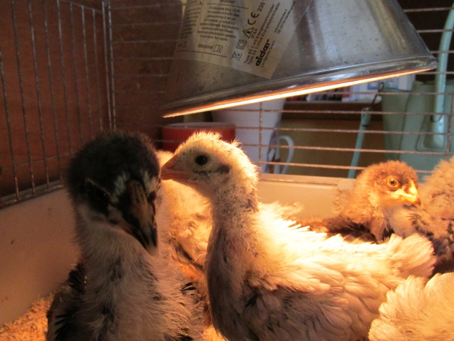 Mes poussins brahmas  710265IMG0225