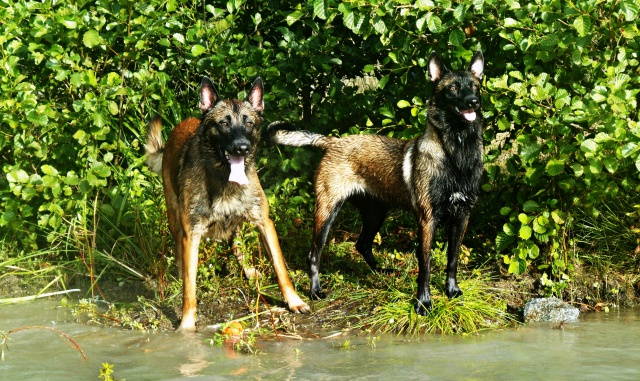 Un trio de malinois !  - Page 13 710516GEDC0436