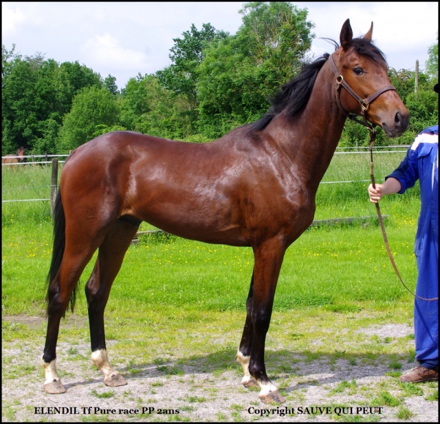 [PLACE LAURA] ELENDIL Cheval à coup de coeur ou rien  711719elendil1