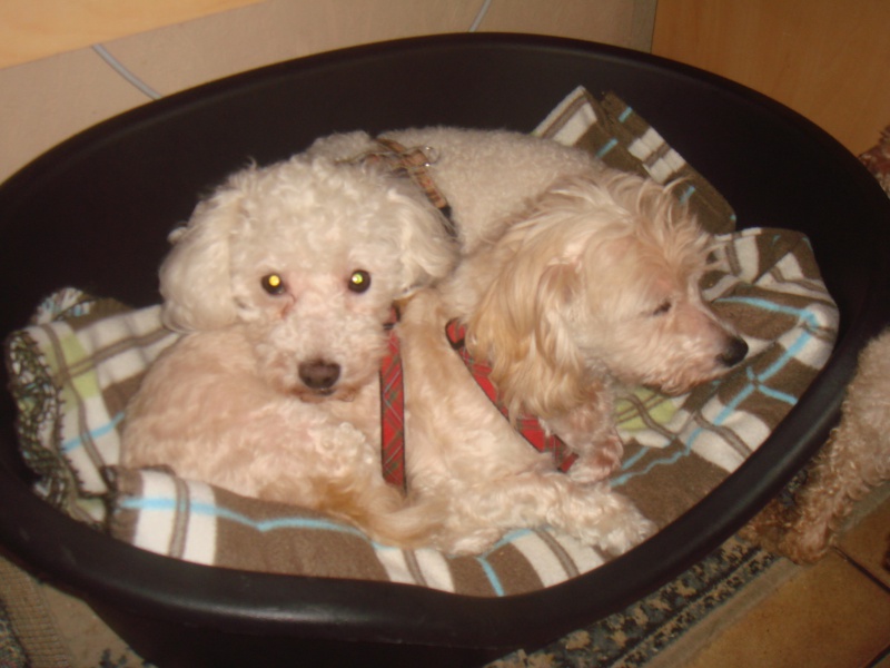 MILAINE F BICHON  12 ANS SPA GIEN (45) ADOPTEE PAR DAYSIE  - Page 2 712657DSC06984