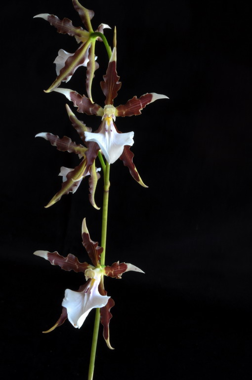 Miltonia cuneata 713643Miltoniacuneata0002