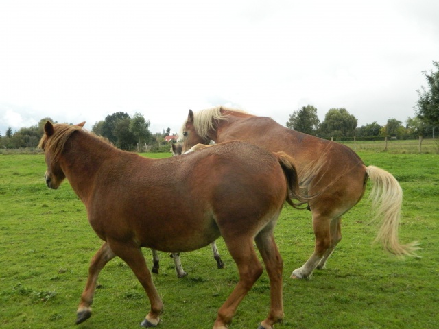 Matt Nath Voilac l'haflinger des Daltons... - Page 7 713790DSCN0156