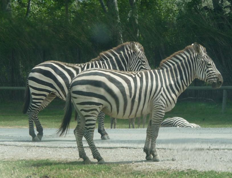 NARBONNE EN PASSANT PAR LA RESERVE AFRICAINE DE SIGEAN C" EST  DROLEMENT FUN - Page 3 714480P1180293