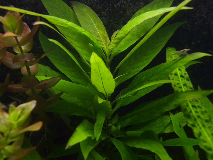 hygrophila corymbosa 714525PA297648