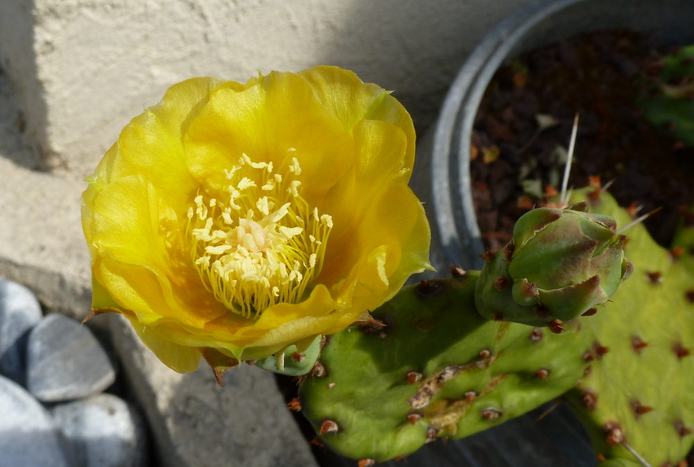 Opuntia humifusa en fleur 714746Opuntiahumifusa002