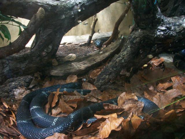 Vivarium de la ménagerie du Jardin des Plantes 7152091009752