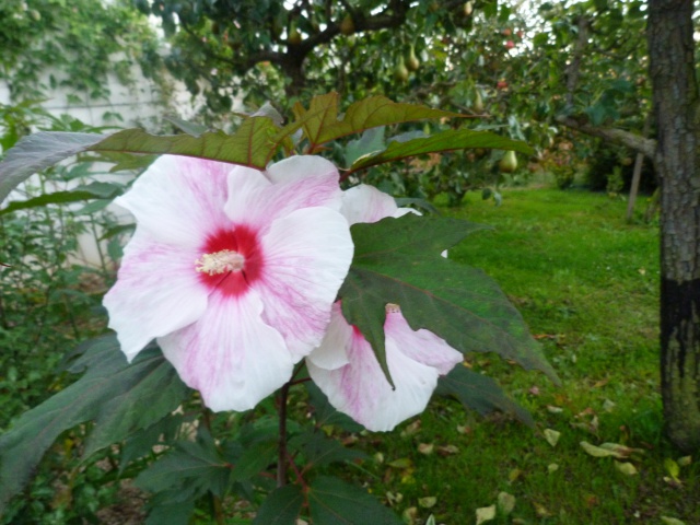 Voici mes quelques hibiscus en fleurs 716899P1050290