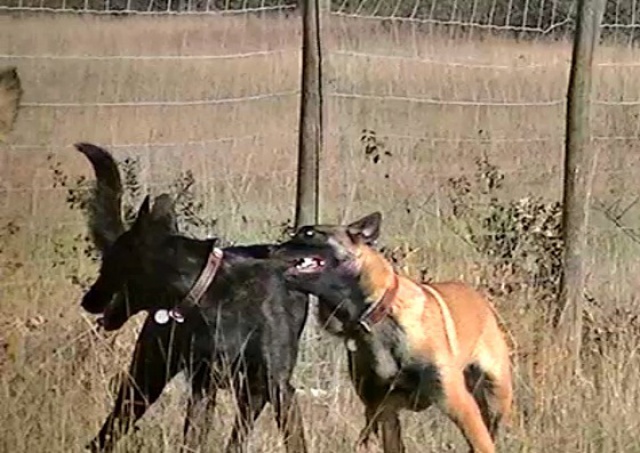 Un trio de malinois !  - Page 5 717591vlcsnap2012111307h05m05s54