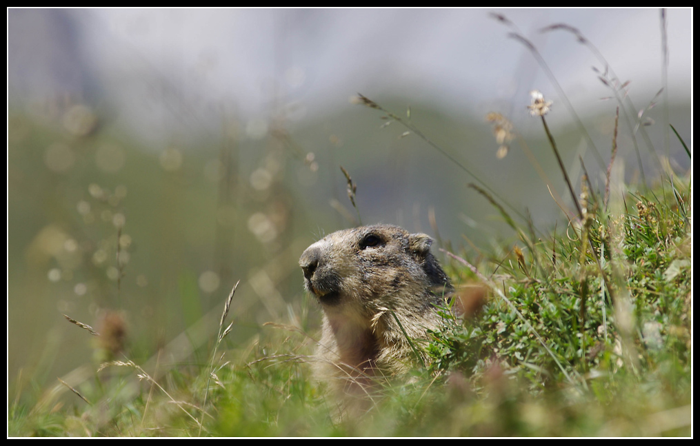 Marmottes en milieu naturel 719975IMGP1090