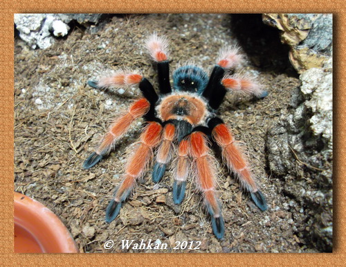 Fofolle ma Brachypelma Boehmei - Page 2 720315fraichementmuer