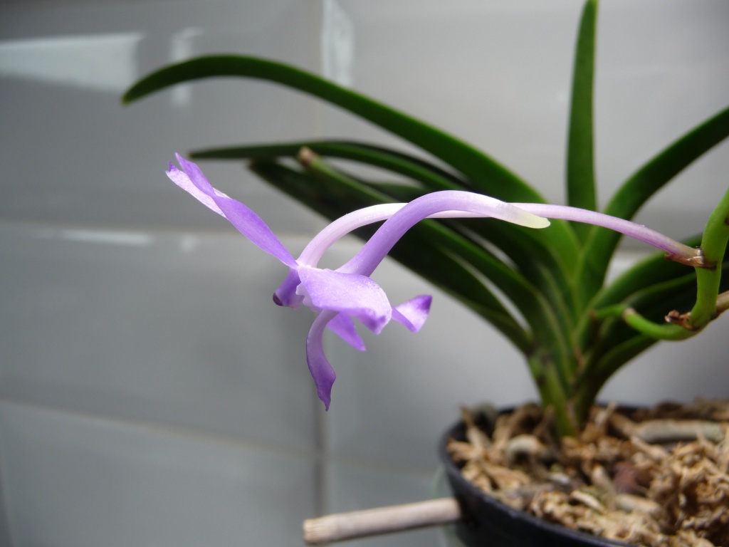 Vanda (Neofinetia) falcata x Vanda (Ascocentrum) ampullacea 720515P1080218