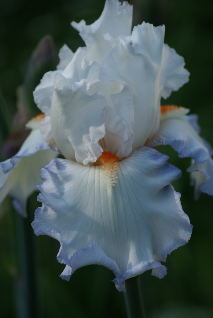 Iris barbus : les bleus immatériels... les blancs angéliques... 722070025