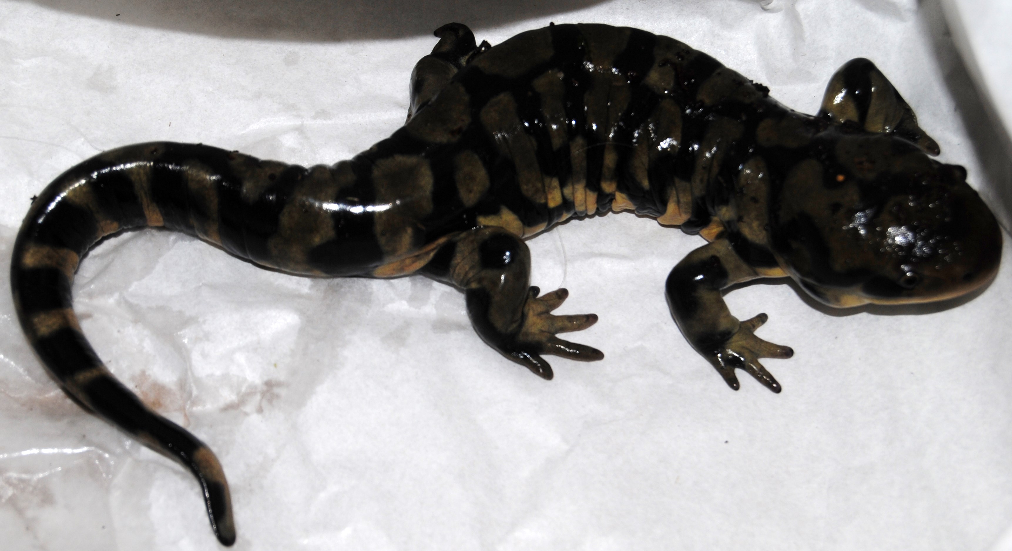 Ambystoma mavortium ? 72231782a