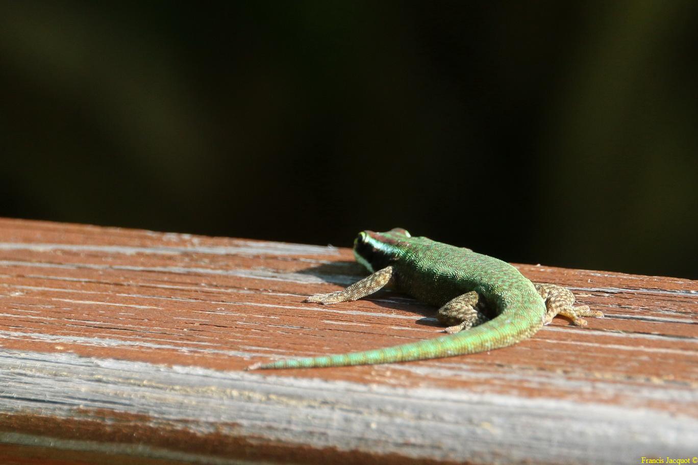 [Fil ouvert à tous] Reptiles, serpents, tortues, amphibiens, ... - Page 8 7248124113