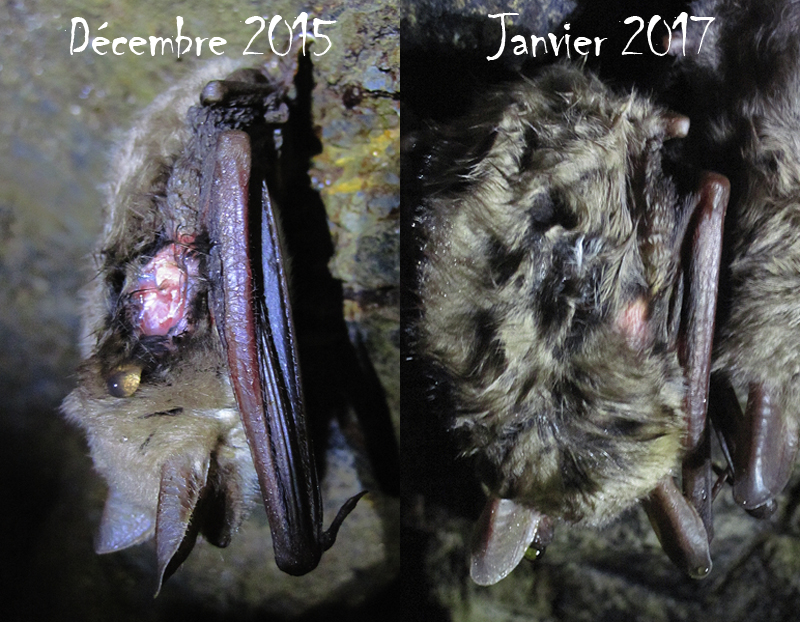 Grand murin (Myotis myotis) transpondés : les News - Page 25 7248846B39B352