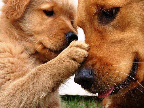 TENDRESSE !!! - Page 2 725356chiot