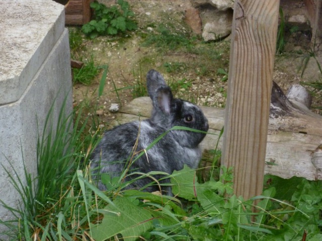 [Adoptés] CANICHE et TECKEL, LAPINS MÂLES, REFUGE FREE DPT (77) 726188P1050968