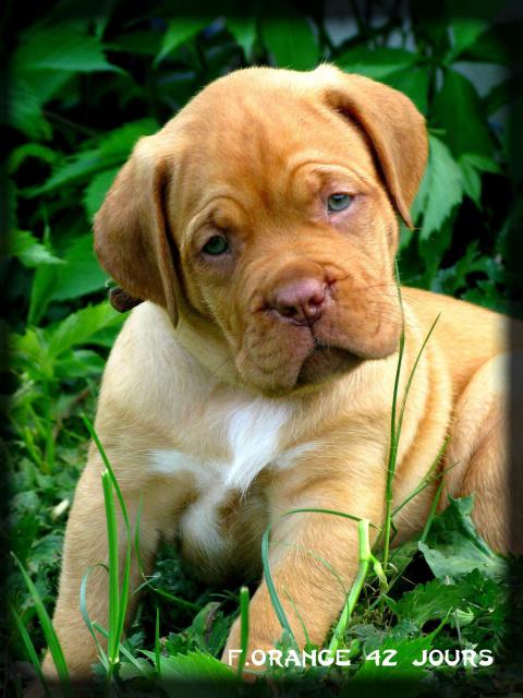 Chiots dogue de bordeaux LOF: Chili des pas de tacite et  Escroc des Gladiateurs du guesny - Page 3 727154IMG88002