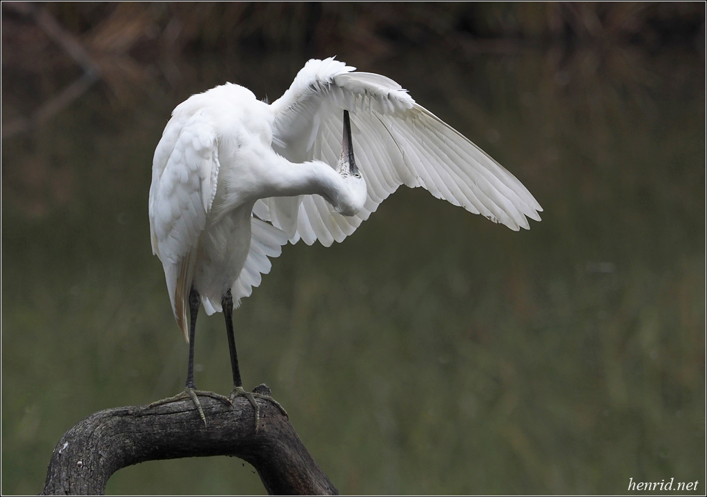 l'oiseau blanc 727582P91045451si