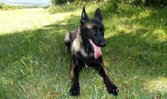 Un trio de malinois !  - Page 12 727774do008