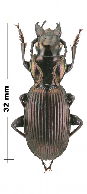 Carabidae australien 730462CratoferoniacfAustralie