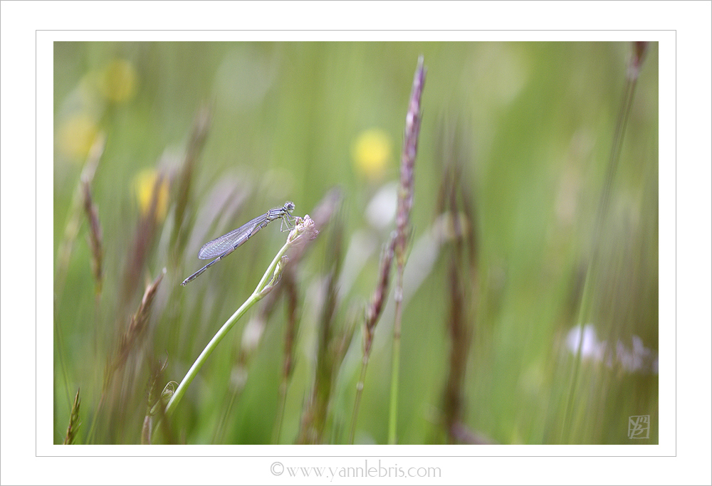 [Erythromma lindenii] Quel nom pour cet agrion ? 732276odo54