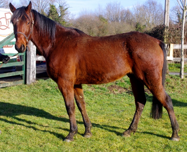 [PLACE JUSTINE] DJANGO  Un trotteur qui ne fait que galoper..... 732766django36