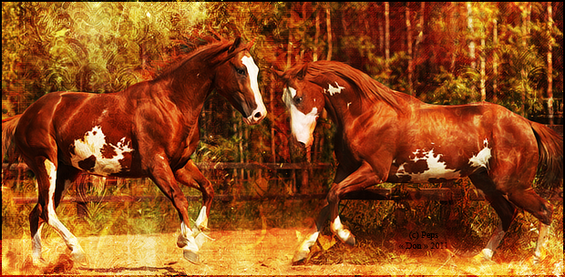 ♪ Chevaux pies & appaloosa 733242viergee