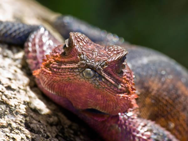 Animaux - Lézards - Caméléon panthère -Anguidae - L'orvet - 734442agame7137d5f9