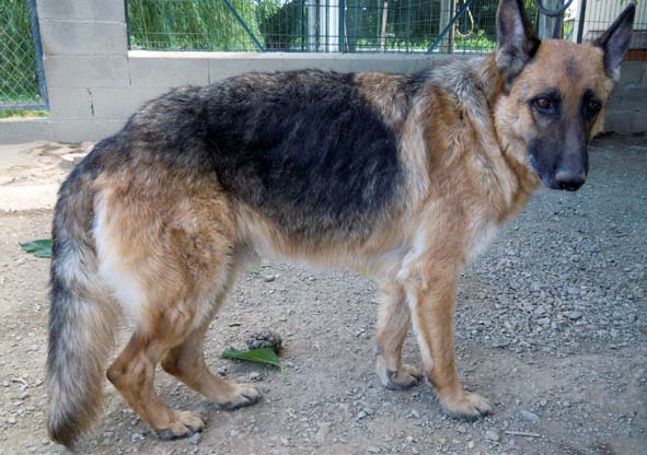 BAIKAL - berger allemand 10 ans - ASCPA à Perpignan (66) 734849BAIKAL