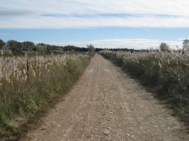 rando trans camarguaise  le 5 octobre  - Page 2 735029IMG1974