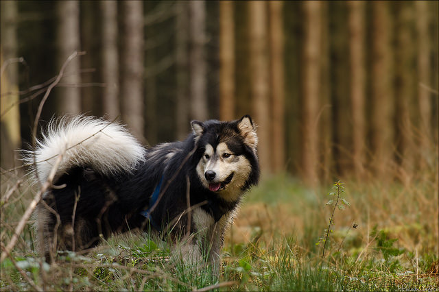 Photographie d'animaux - conseils pour devenir un pro ! - Page 11 73677216223384838286338f66cz