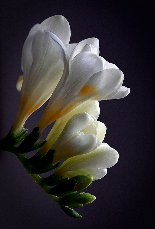 Une fleur blanche. 740265Fleursblanches