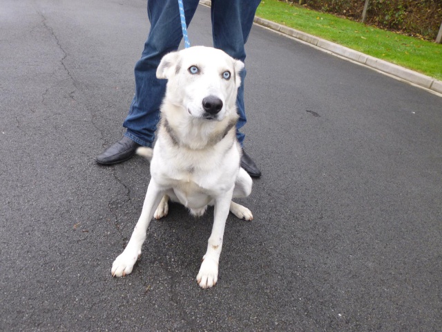 box 26 charly croisé husky sibérien male 5 ans RISQUE DE MORT REF.62ADOPTE 740636005