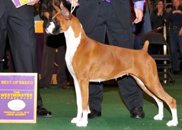  - Nos chiens prennent la pose, statique exposition. - Page 5 742077WS25654001