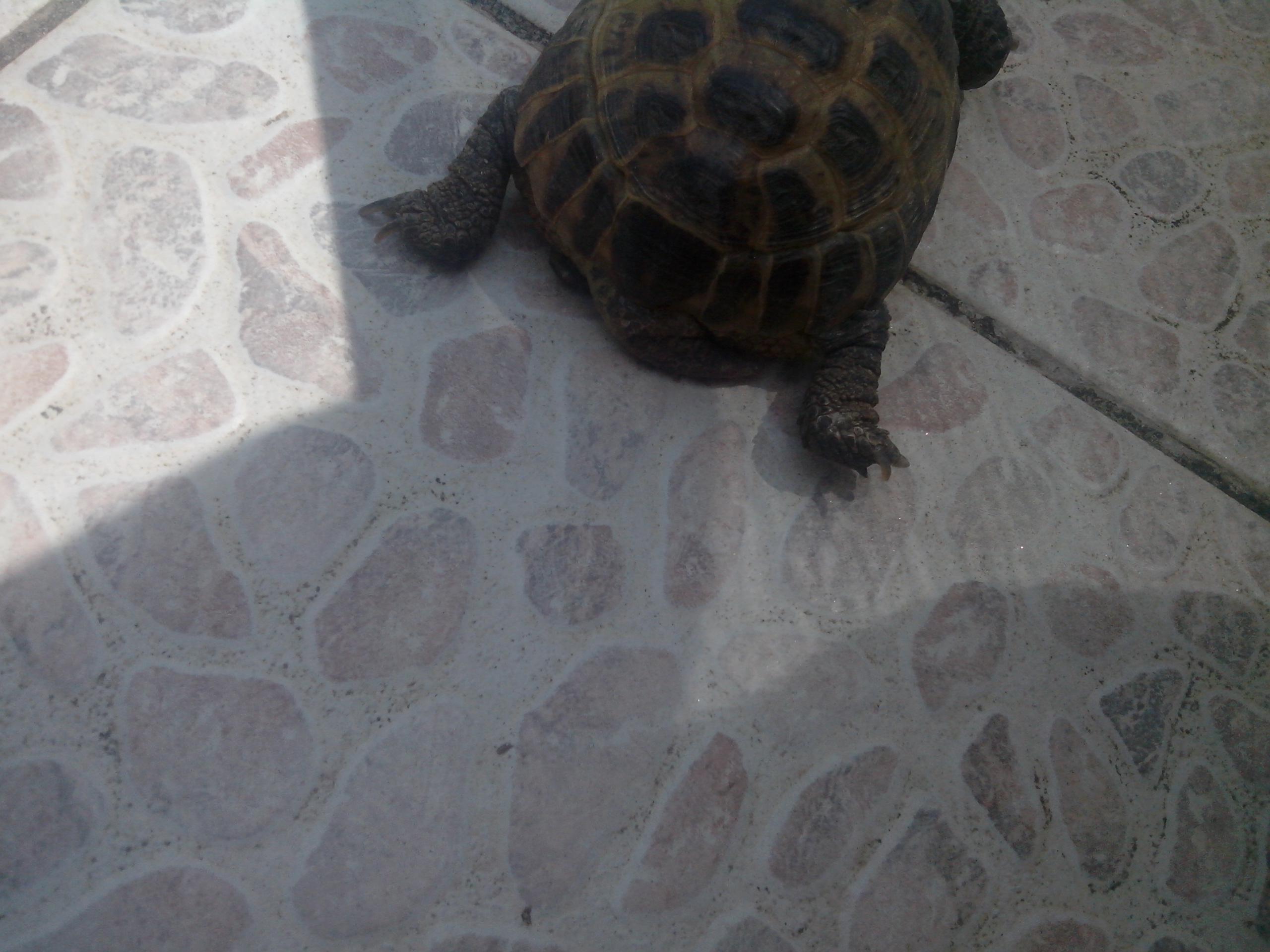 Patte arrière droite de ma tortue bloqué en l'air 743678IMG20140727142138