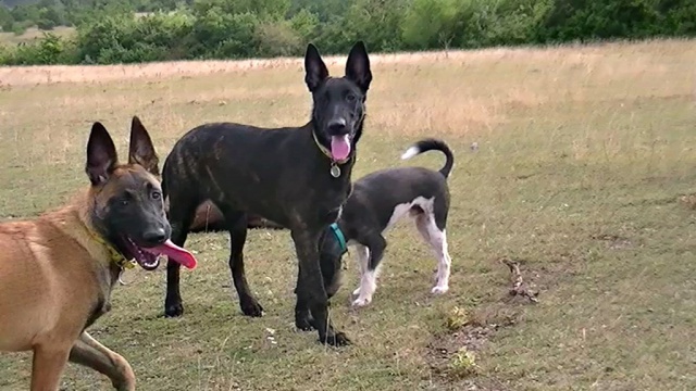 Chiot malinois oreille qui sont retombée 745374vlcsnap2012083112h00m40s0