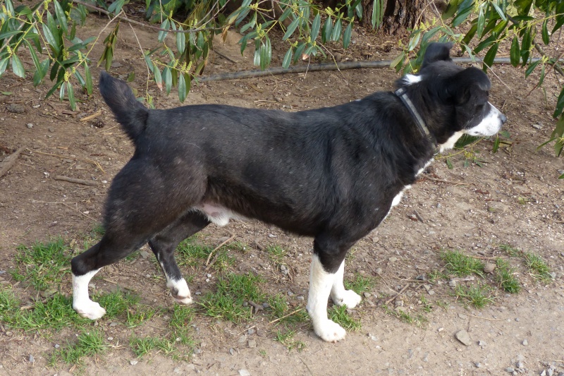 Elios, mâle, type Border Collie, né en 2009 - Page 2 748022P1080290